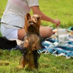 Picknick Yorkshire