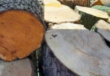 95 Sozialwohnungen auf Areal der ehemaligen Polizeikaserne in Kamen: UKBS lässt ab Freitag 34 Bäume fällen