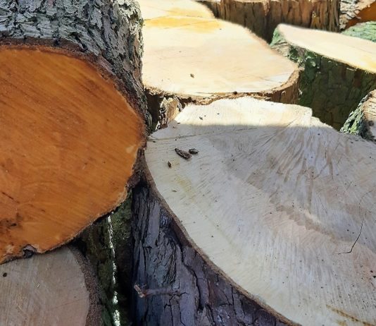 95 Sozialwohnungen auf Areal der ehemaligen Polizeikaserne in Kamen: UKBS lässt ab Freitag 34 Bäume fällen