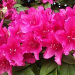 Blume Rhododendron