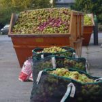 Apfelsammlung Apfel Obst