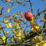 Apfel Obst Obstbaum Herbst
