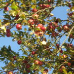 Apfel Obst Obstbaum Herbst