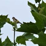 PHOENIXSEE GHIASSI (1)