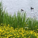 PHOENIXSEE GHIASSI (7)