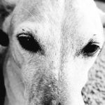 Hund