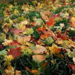 Laub Herbst Blätter
