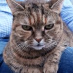 Katze