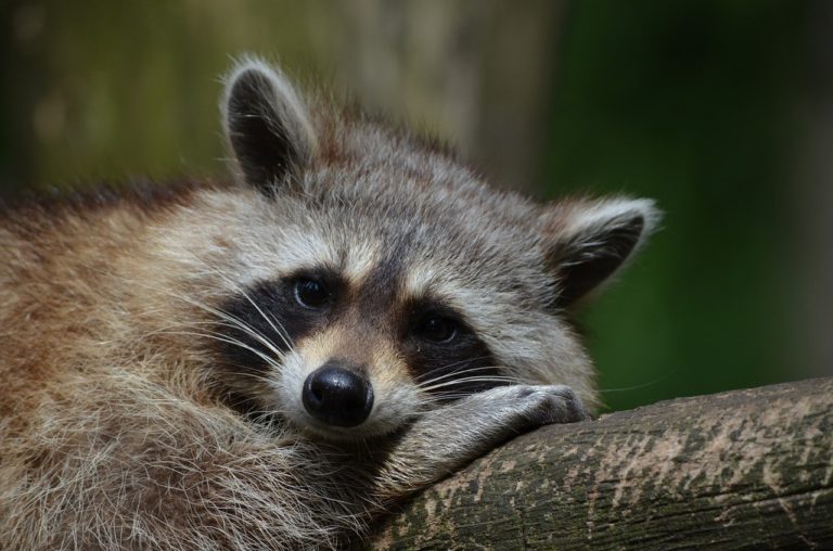 Warnung vor Staupe Waschbären im Kurpark geschossen Rundblick Unna