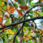 Herbst Baum Meise