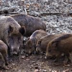 11-11 Wildwald-Wutzens