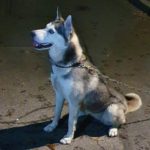 Husky