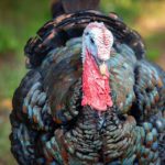 Geflügelpest in Hamm: 8000 Puten getötet – Kreis Unna richtet Schutz- und Überwachungszone ein