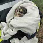 Mäusebussard