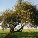 Apfel Obst Obstbaum