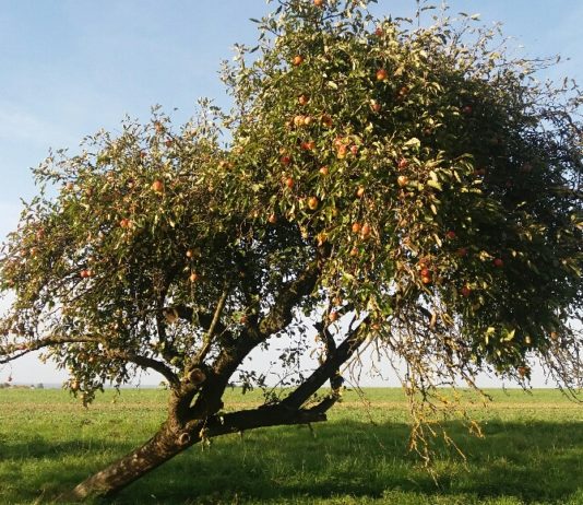 Kreis fördert wieder Streuobstwiesen: Anträge noch bis Mitte Juli