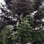 Unna Samstag vor dem dritten Advent (8)