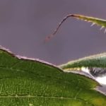 received_215783826542292