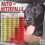 HUND AUTO HITZE