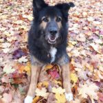 Hund im Laub Herbst