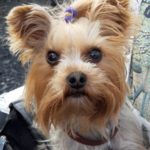 Hund kleiner