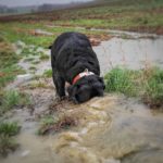 Seehund Wasser Regen Hund Schwarz Gelb