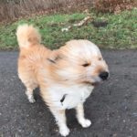 Sturm Hund Heike Kerschek