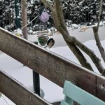 Schnee Winter Vogel