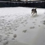 Schnee Husky