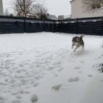Schnee Husky