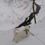 Hund an Leine im Wald