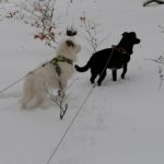 Hunde an Leine