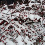 SCHNEE WINTER 7. 2. 2021 (1)