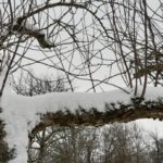 SCHNEE WINTER 7. 2. 2021 (4)