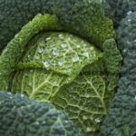 cabbage-4513641_960_720
