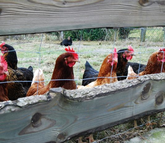 Geflügelpest: Gans und Kranich in Lünen negativ getestet – Wachsamkeit geboten