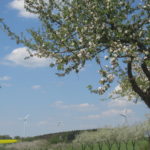 OBST OBSTBÄUME FRÜHLING APFEL 2