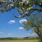 OBST OBSTBÄUME FRÜHLING APFEL 4