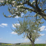 frühling frö blühende Apfelbäume Prozessionsweg (4)