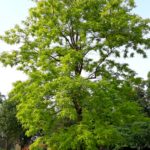 Baum im Park Soest