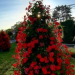 BLUMENPYRAMIDEN FRÖ (1)