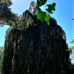 Baum Trauerbuche Opherdicke Schloss
