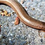 Blindschleiche