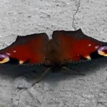 Falter Tagpfauenauge Schmetterling