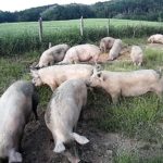 Glückliche Schweine Freiland (1)