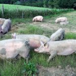 Glückliche Schweine Freiland (2)