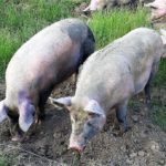 Glückliche Schweine Freiland (3)
