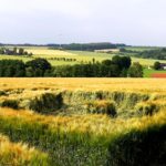 KREISE IM KORNFELD