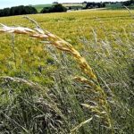 Kornfeld Getreide