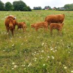 Rinder auf Blühwiese – Foto Kreis Unna